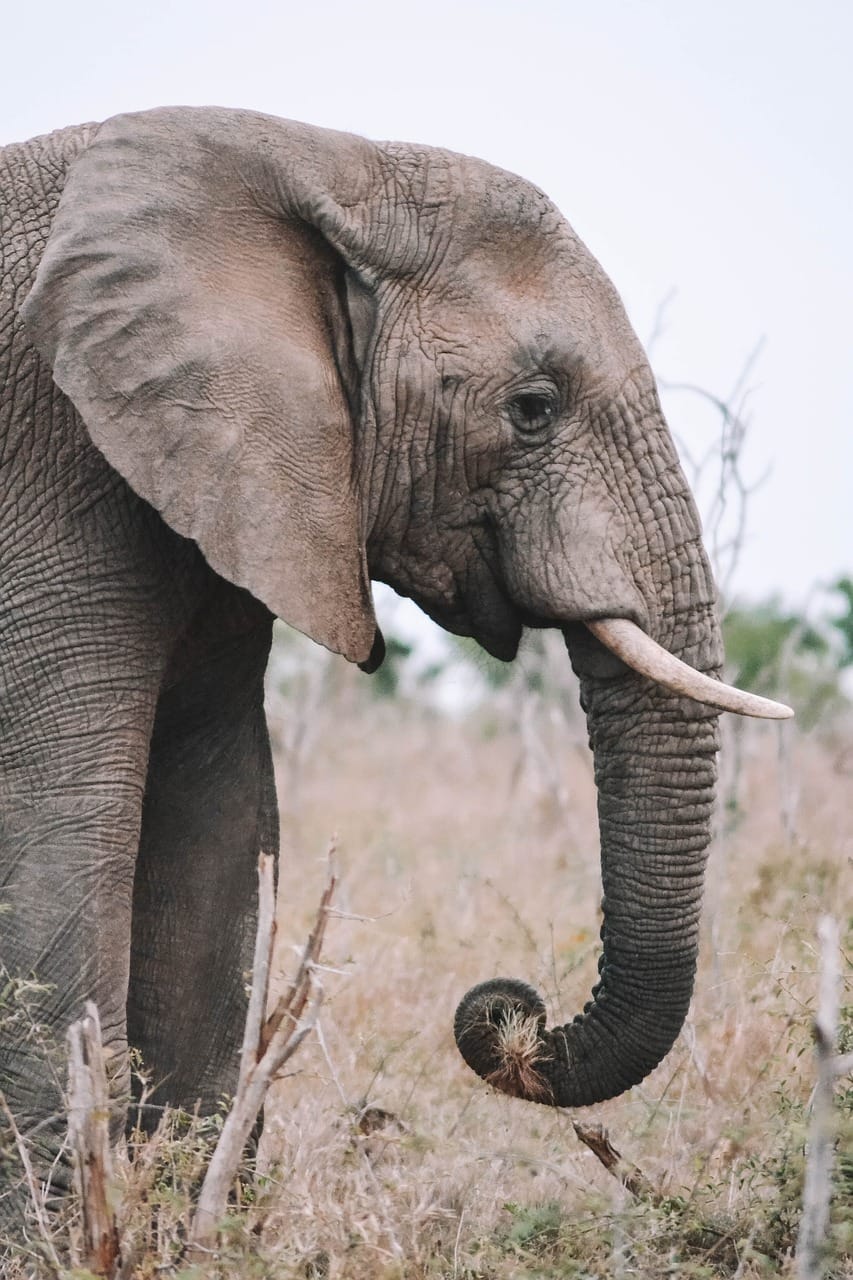 1-Day Tarangire National Park Elephant Safari 1 elephant, animal, mammal