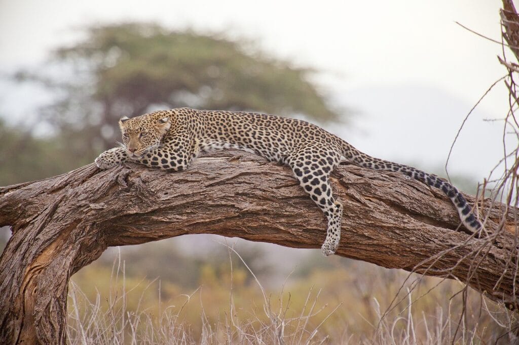 Best Ethical Safaris in Africa: Travel Responsibly and Make a Difference 11 leopard, safari, africa