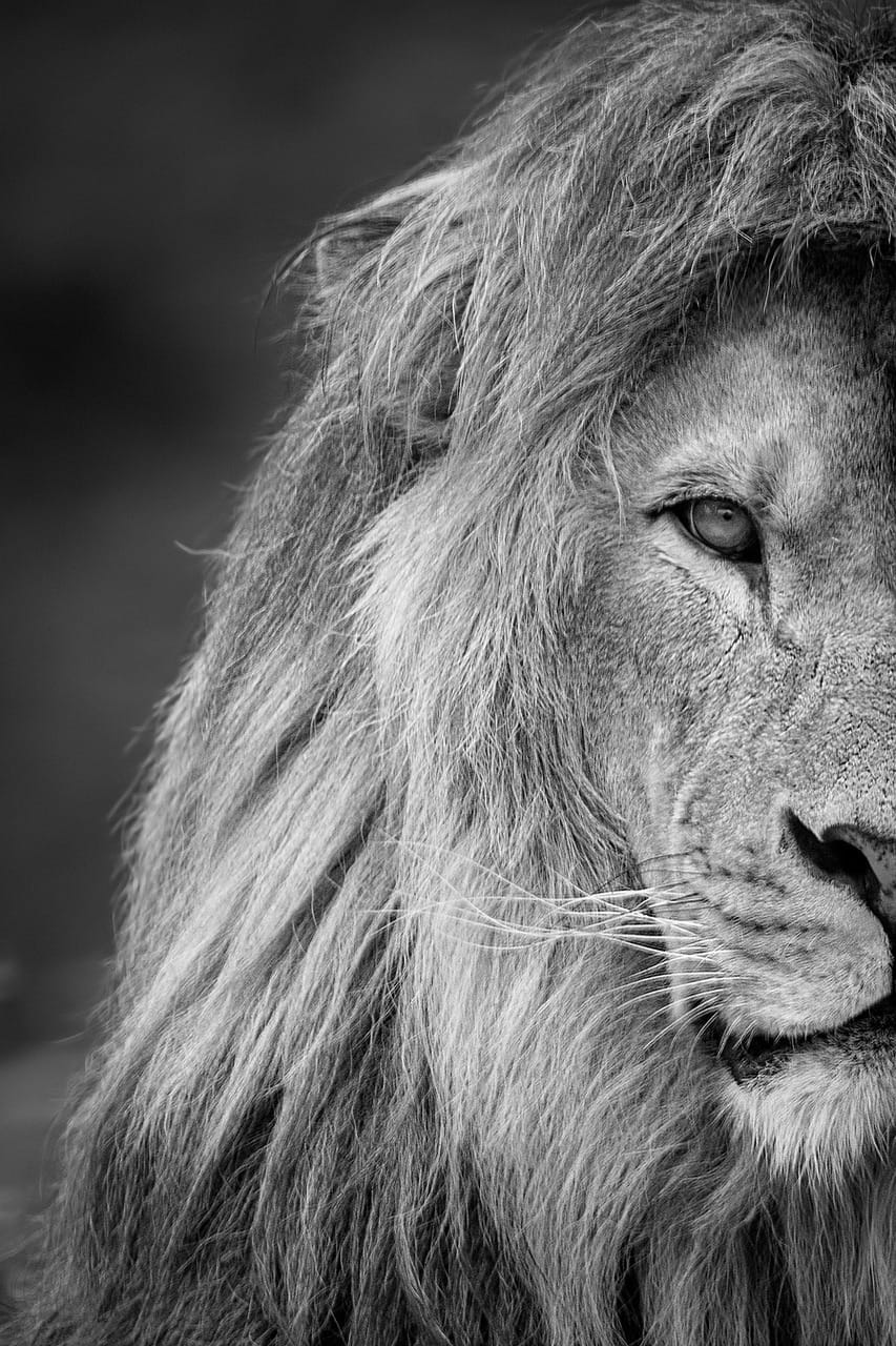 Wildlife Conservation Safari Tours: Explore and Protect Africa's Natural Wonders 1 lion, animal, mane