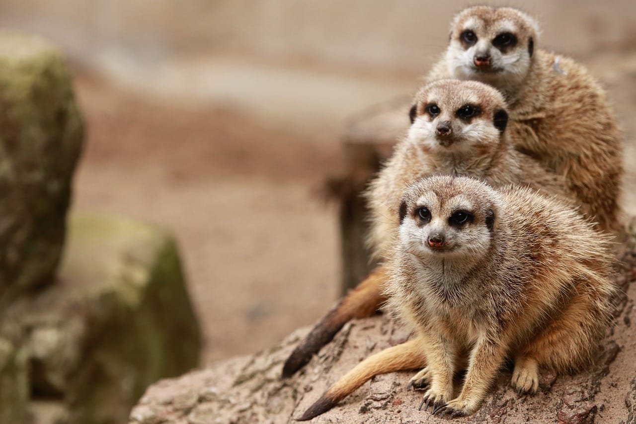 meerkats, family, furry