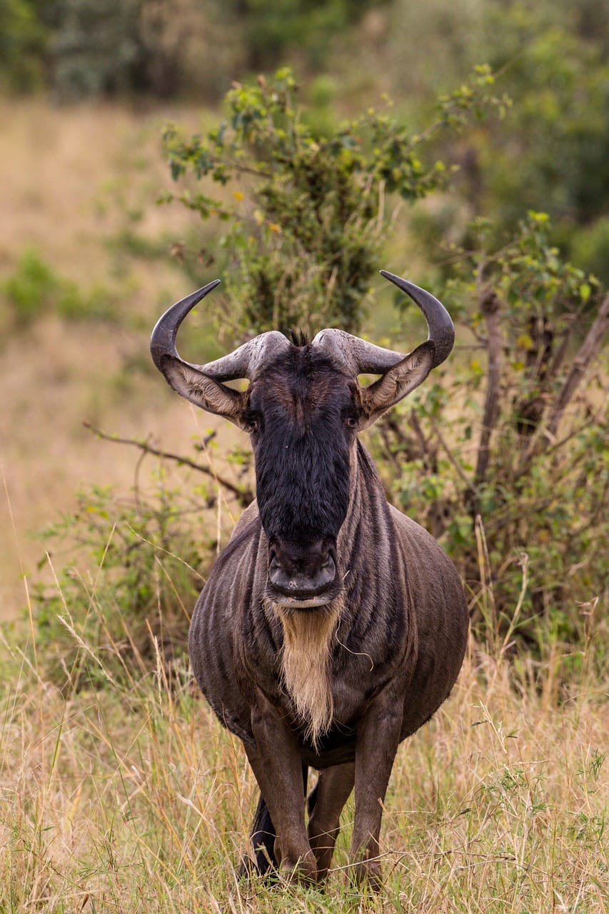 Where to See the Great Migration in July: A Guide to Unmissable Wildlife Viewing 1 wildebeest, animal, safari