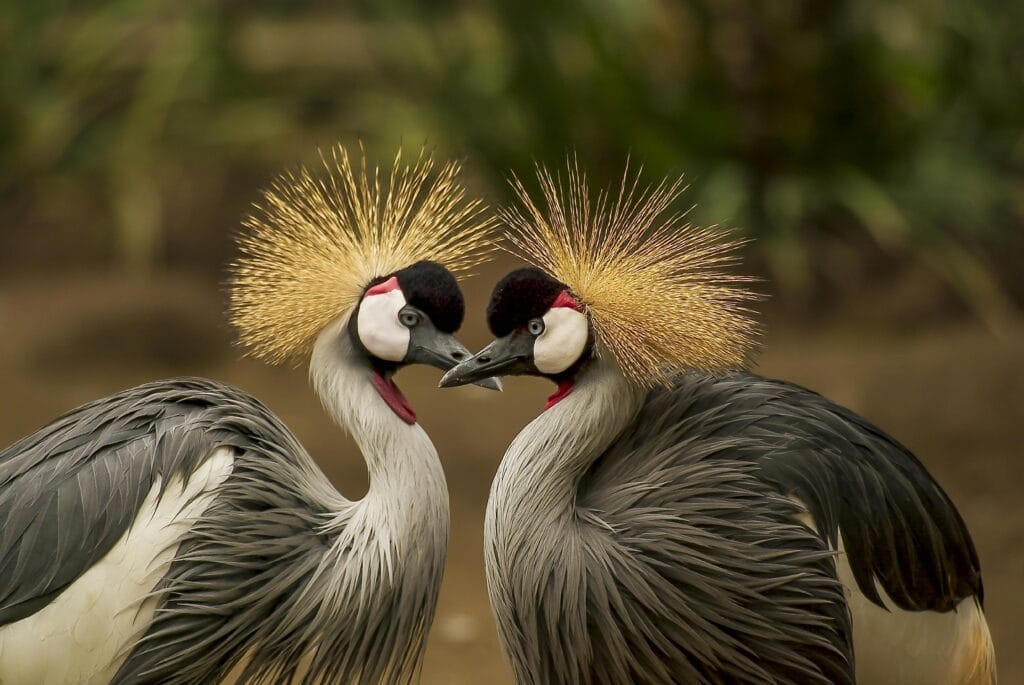 A close-up of two grey crowned cranes displaying elegant plumage in a natural setting.