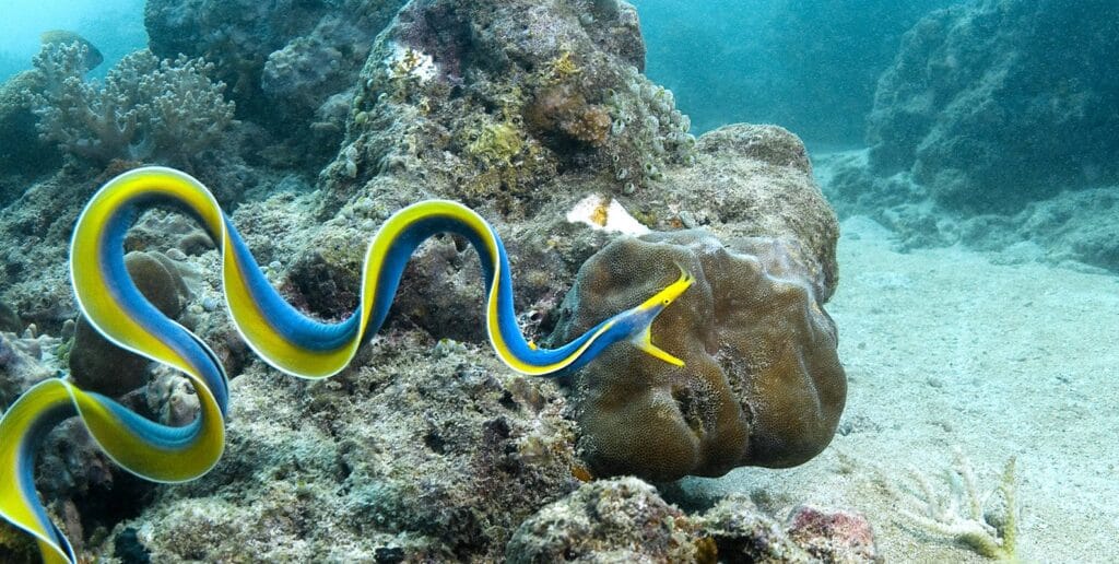 Wildlife encounters in Zanzibar's marine parks 1 iStock Zanzibar Wildlife BlueRibbonEel