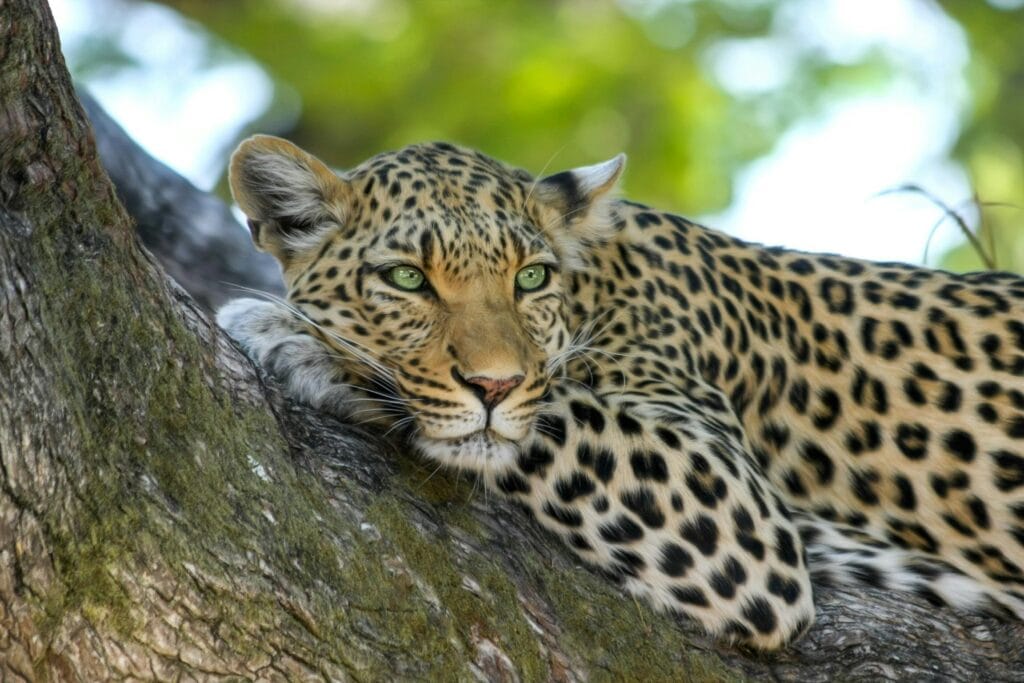 9-Day Cultural and Wildlife Safari Across Tanzania 7 Closeup of a leopard resting on a tree branch in the wild.