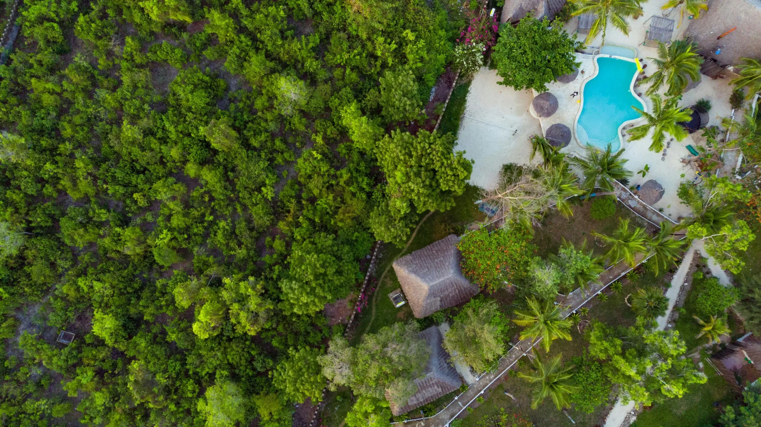 Lush greenery and poolside relaxation captured from above in Zanzibar, Tanzania.