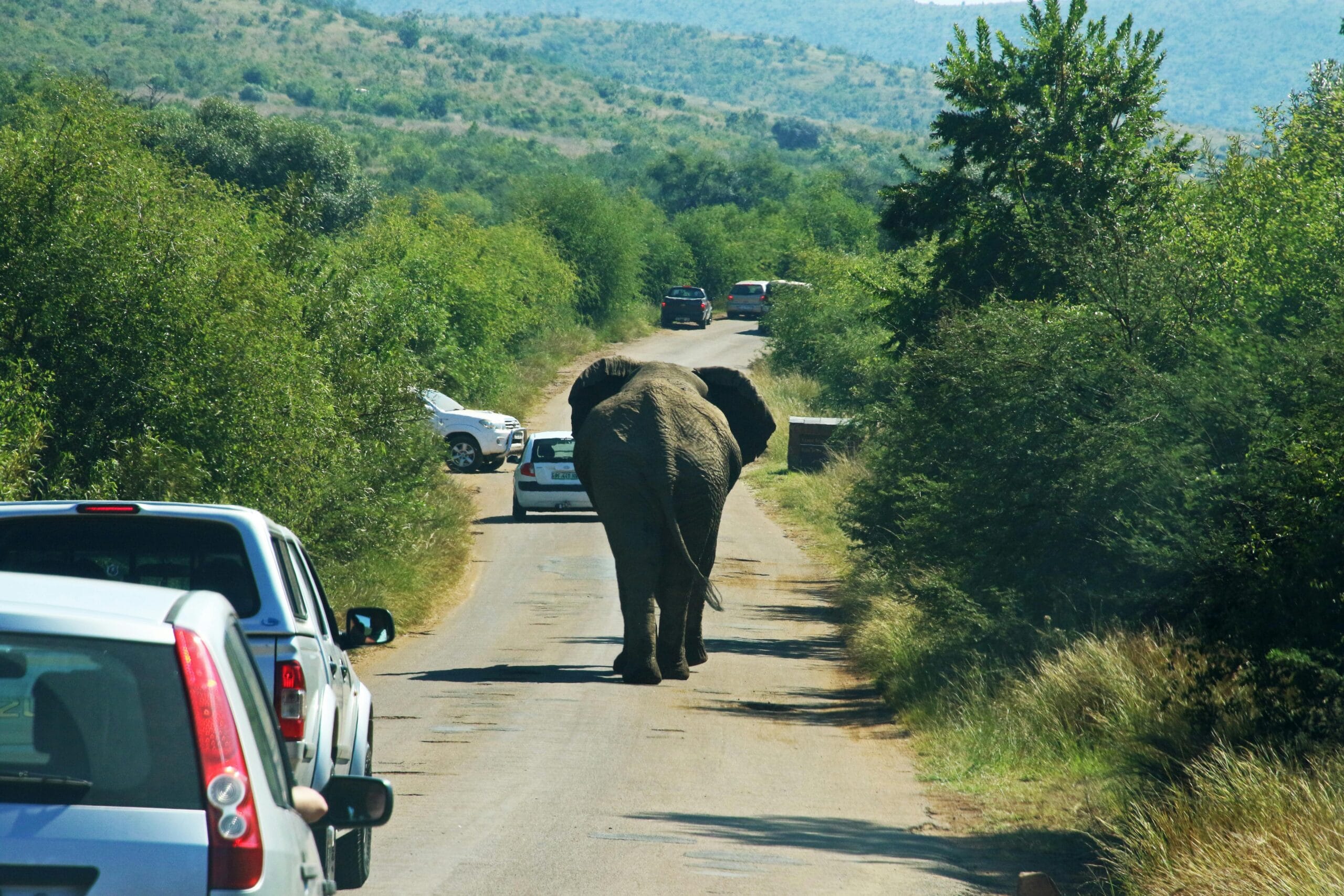 An elephant crosses a road amidst traffic in Pilanesberg National Park, South Africa.