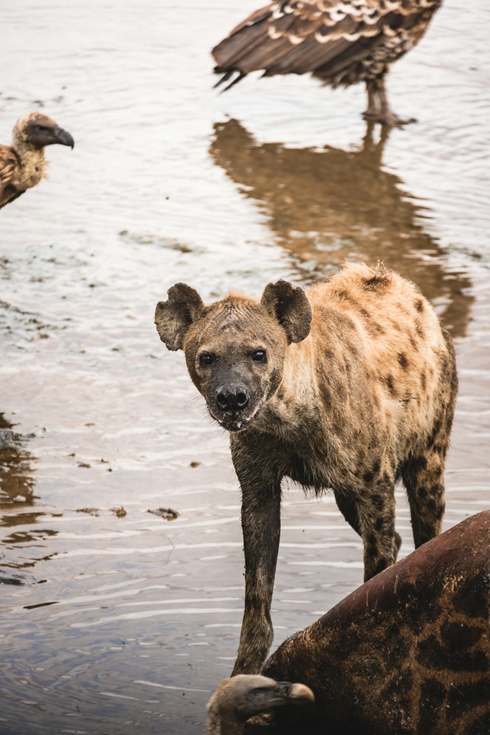 Affordable Tanzania Safari Itinerary: Budget-Friendly Adventure in Tanzania 1 A spotted hyena with vultures in Tanzania's natural habitat displaying wildlife interaction.