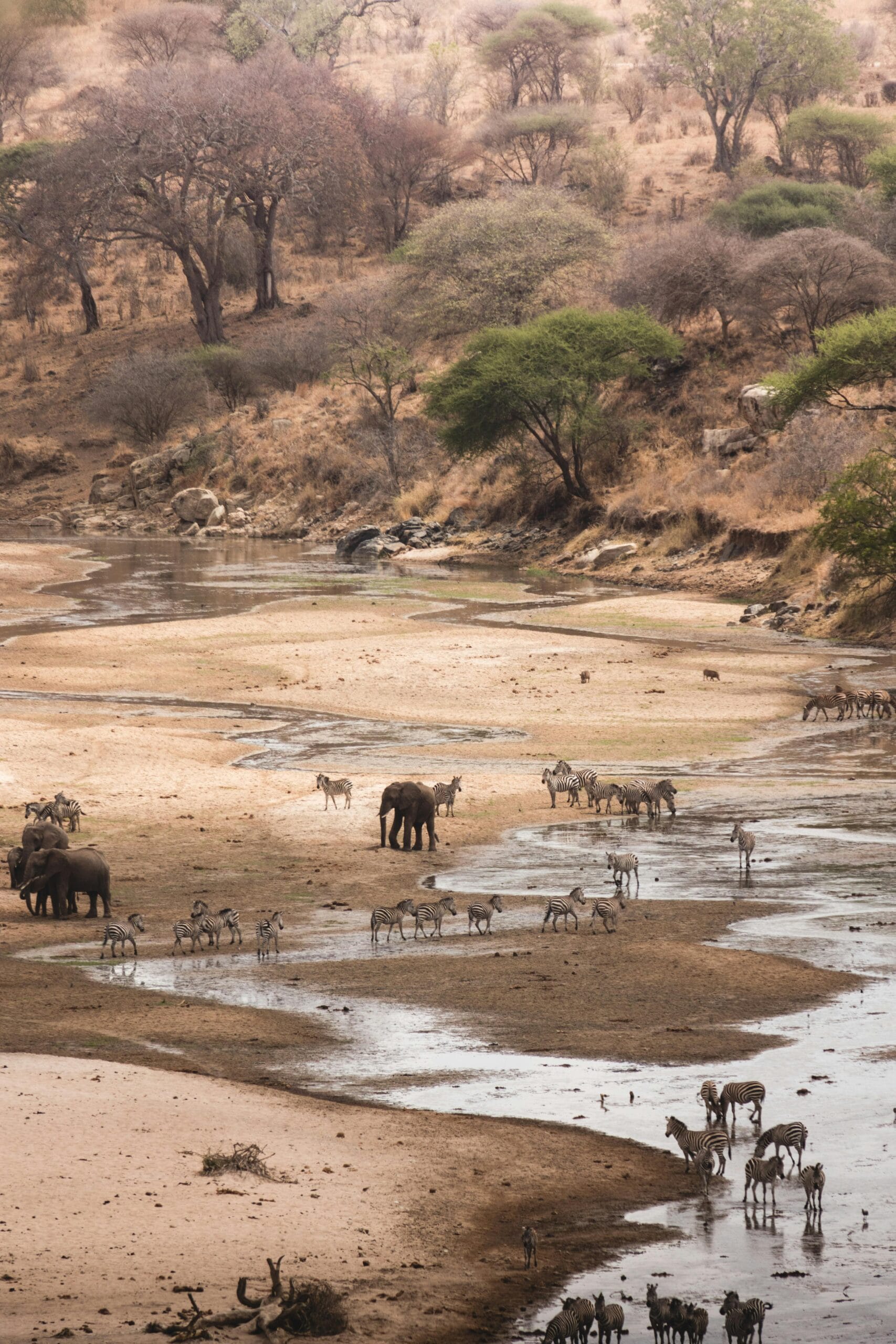 Top parks for Tanzania safaris 1 Elephants and zebras gather at a river in Tanzania's scenic landscape.