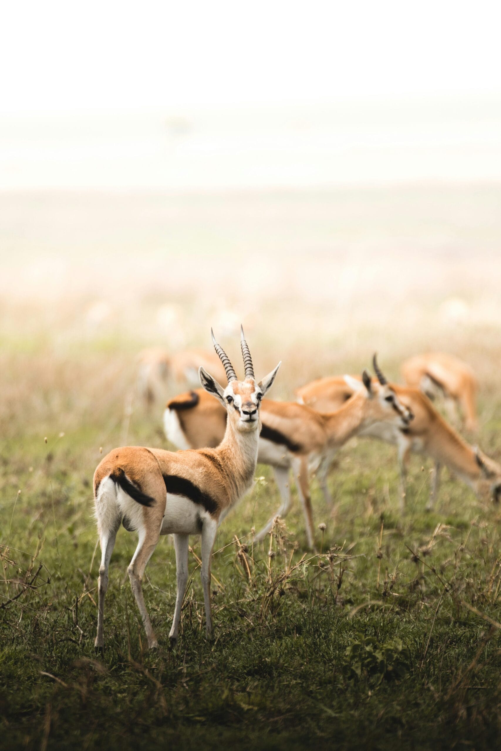 Top Ruaha National Park Attractions: Wildlife, Landscapes, and More 1 Beautiful Thomson's gazelles grazing in the Serengeti, showcasing wildlife in Tanzania.
