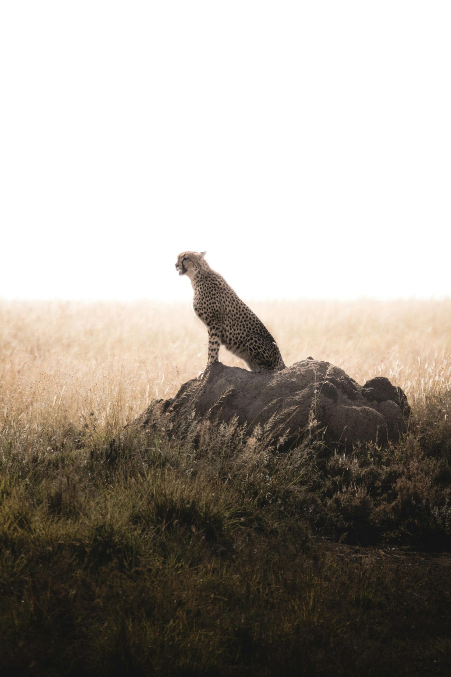 Summer safari deals in Serengeti 1 A solitary cheetah perches on a rock in Tanzania's Serengeti, showcasing the beauty of the wild.
