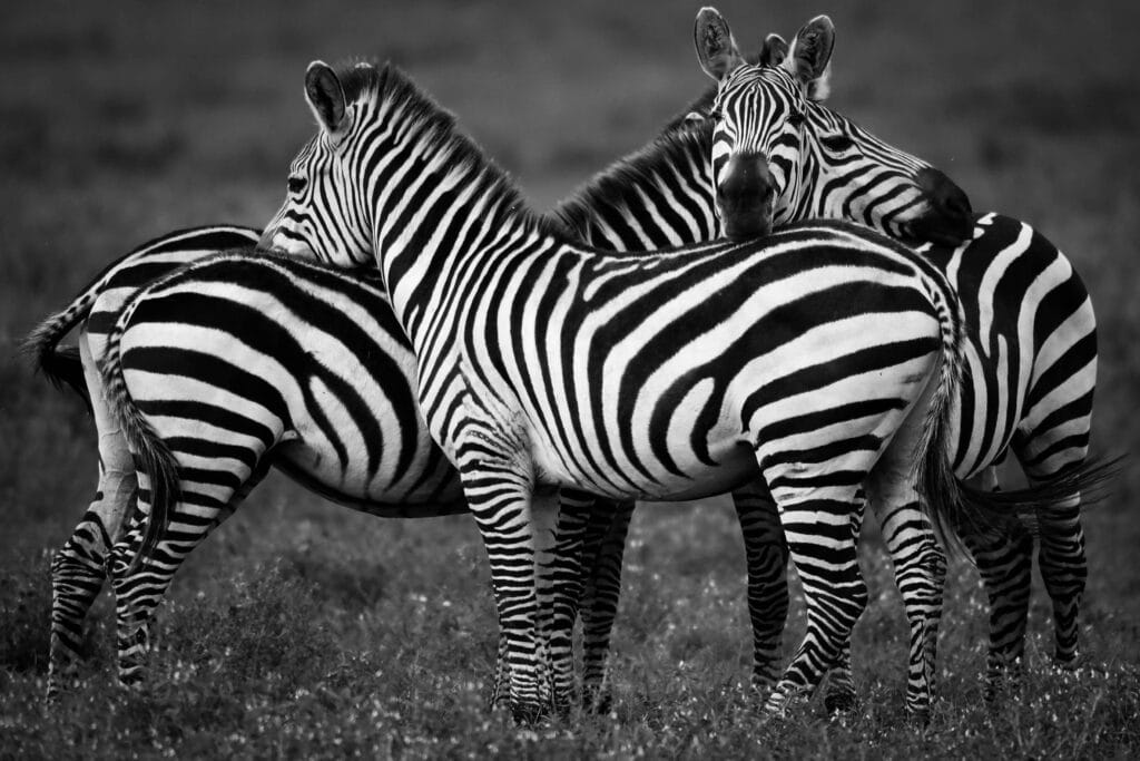 Sample Tanzania safari itineraries 13 A trio of zebras standing together in a Tanzanian field, showcasing their stripes.