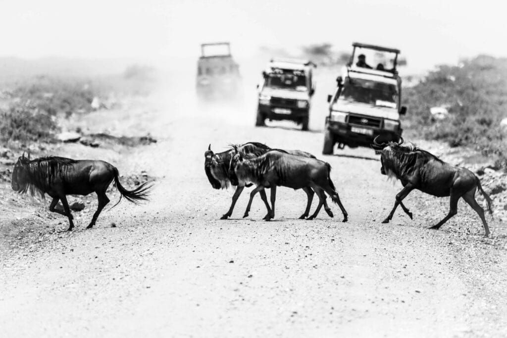 Safari Migration Routes in Africa: A Guide to Nature’s Grand Journeys 8 Monochrome photo of wildebeests crossing a dirt road in Tanzania, showcasing wildlife and travel themes.