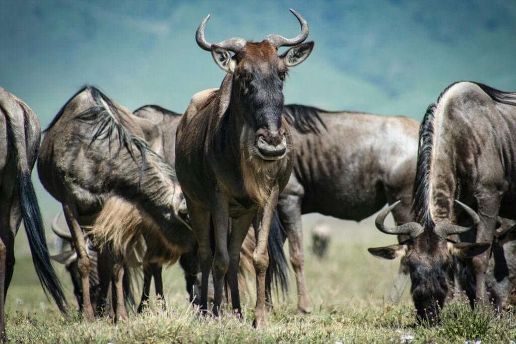 A herd of wildebeests grazing in the grasslands of Manyoni, Tanzania during the day.