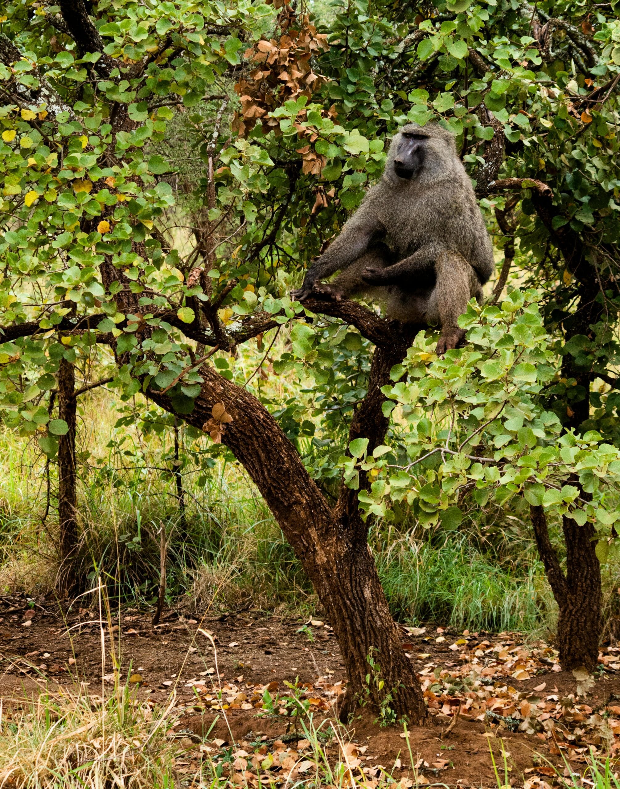 Why Visit Arusha Before Your Safari: The Gateway to Tanzania’s Wildlife Adventures 2 A baboon perched in a tree in Tanzania's Arusha Region, showcasing wildlife in its natural habitat.