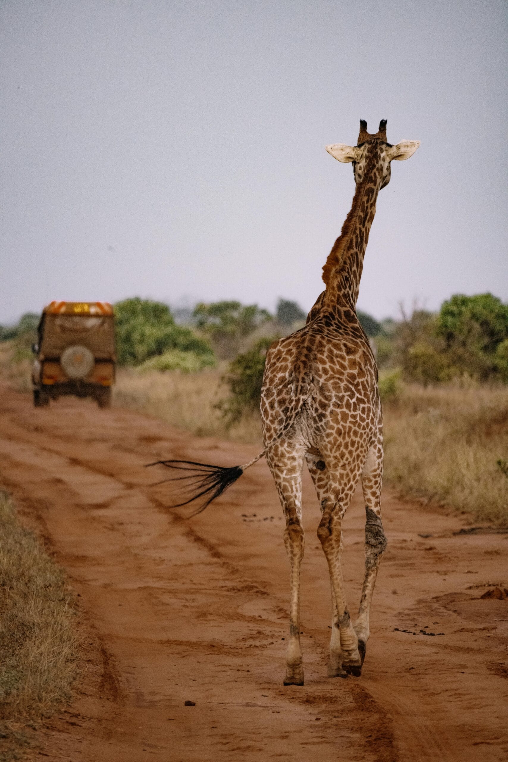 Safari Tour 1 A giraffe strolls along a dirt road during an African safari, captured in a natural habitat.