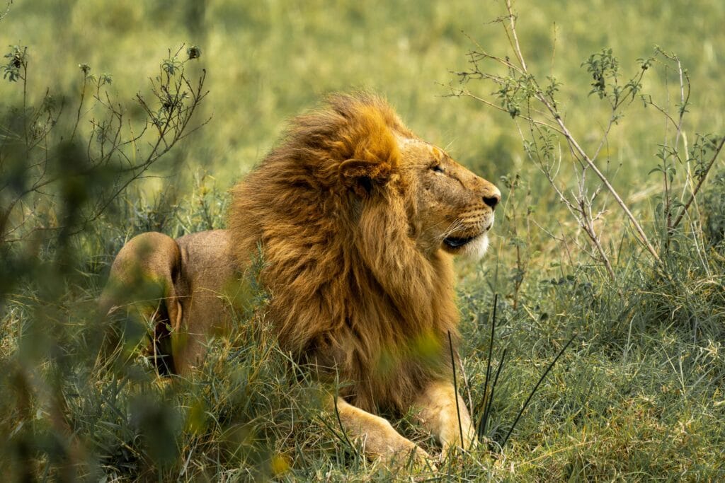 Family-Friendly Safari Deals: Create Lasting Memories in Tanzania 25 A majestic lion resting amidst the grassland, showcasing the serene beauty of African wildlife.