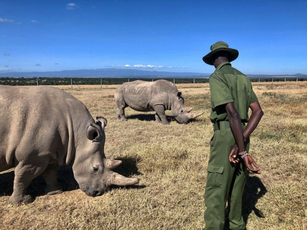 Ranger supervises northern white rhinos in Ol Pejeta Conservancy, Kenya wildlife.