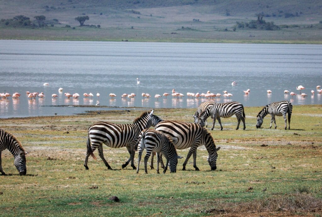 Visiting Lake Manyara National Park 1 A herd of zebras grazes by Lake Manyara with flamingos in the background.