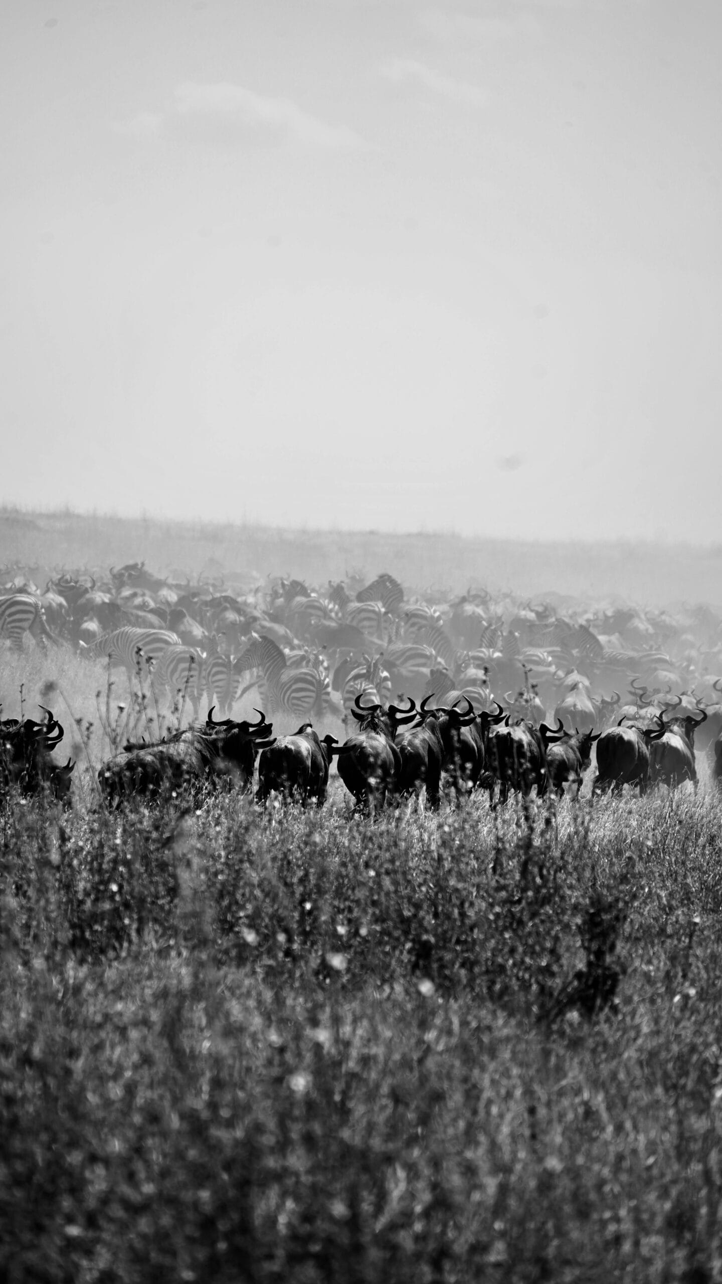 Wildebeest migration safari packages 1 Black and white image of wildebeests migrating across the savannah in Tanzania.