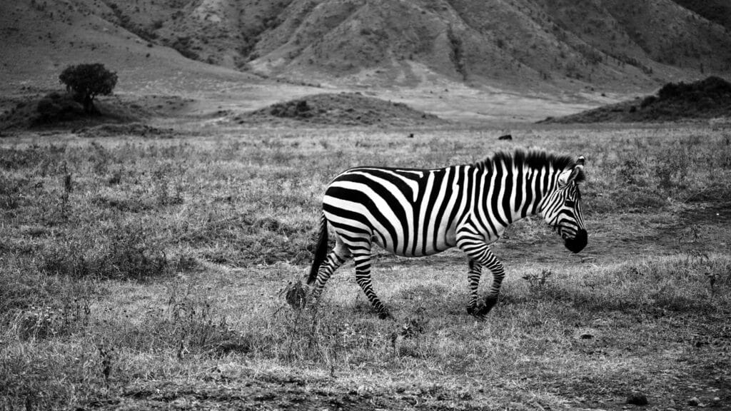 Black and white zebra walking in the Arusha Region, Tanzania, captured in a serene landscape.