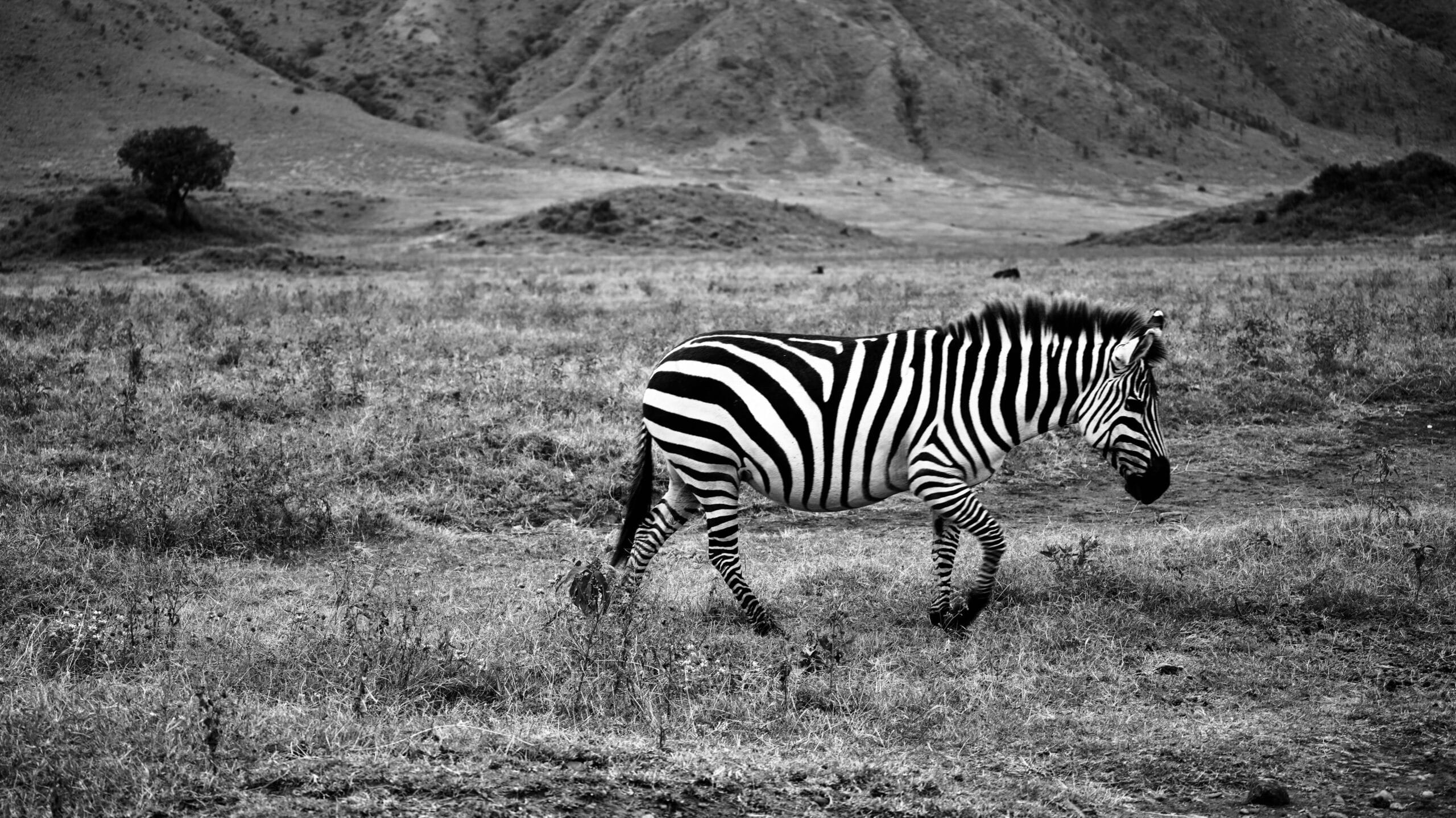 Black and white zebra walking in the Arusha Region, Tanzania, captured in a serene landscape.