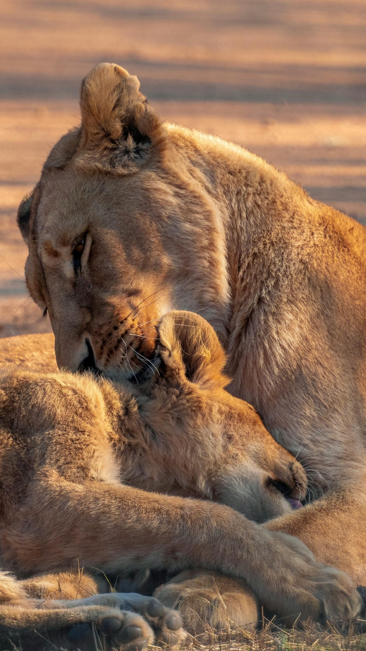 Unique sites in Mikumi National Park 1 A serene scene of a lioness and her cub sharing a tender moment in the wild.