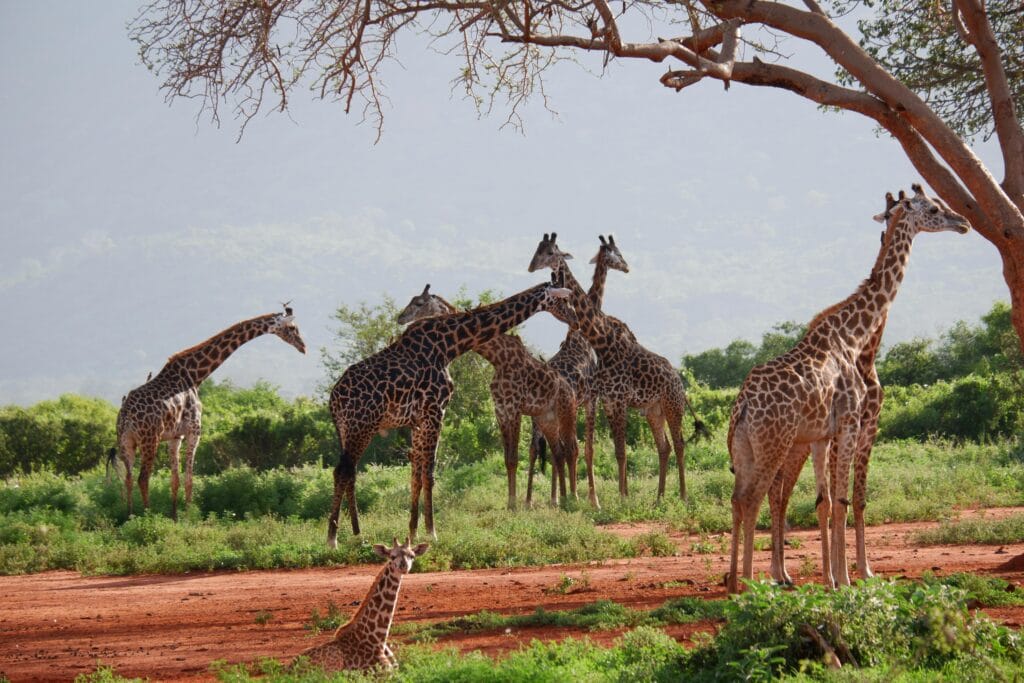 A serene scene of a giraffe herd grazing in the lush Kenyan savannah.
