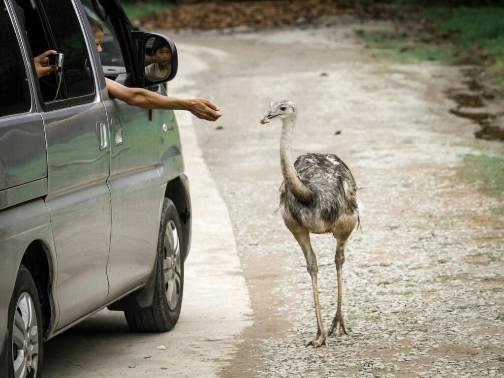 Common safari travel mistakes 7 A common ostrich approaches a vehicle for feeding on a rural road.