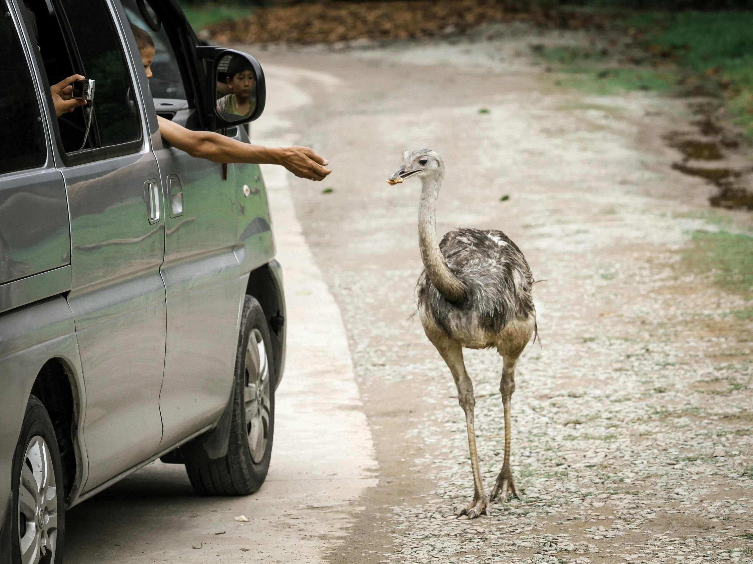 A common ostrich approaches a vehicle for feeding on a rural road.