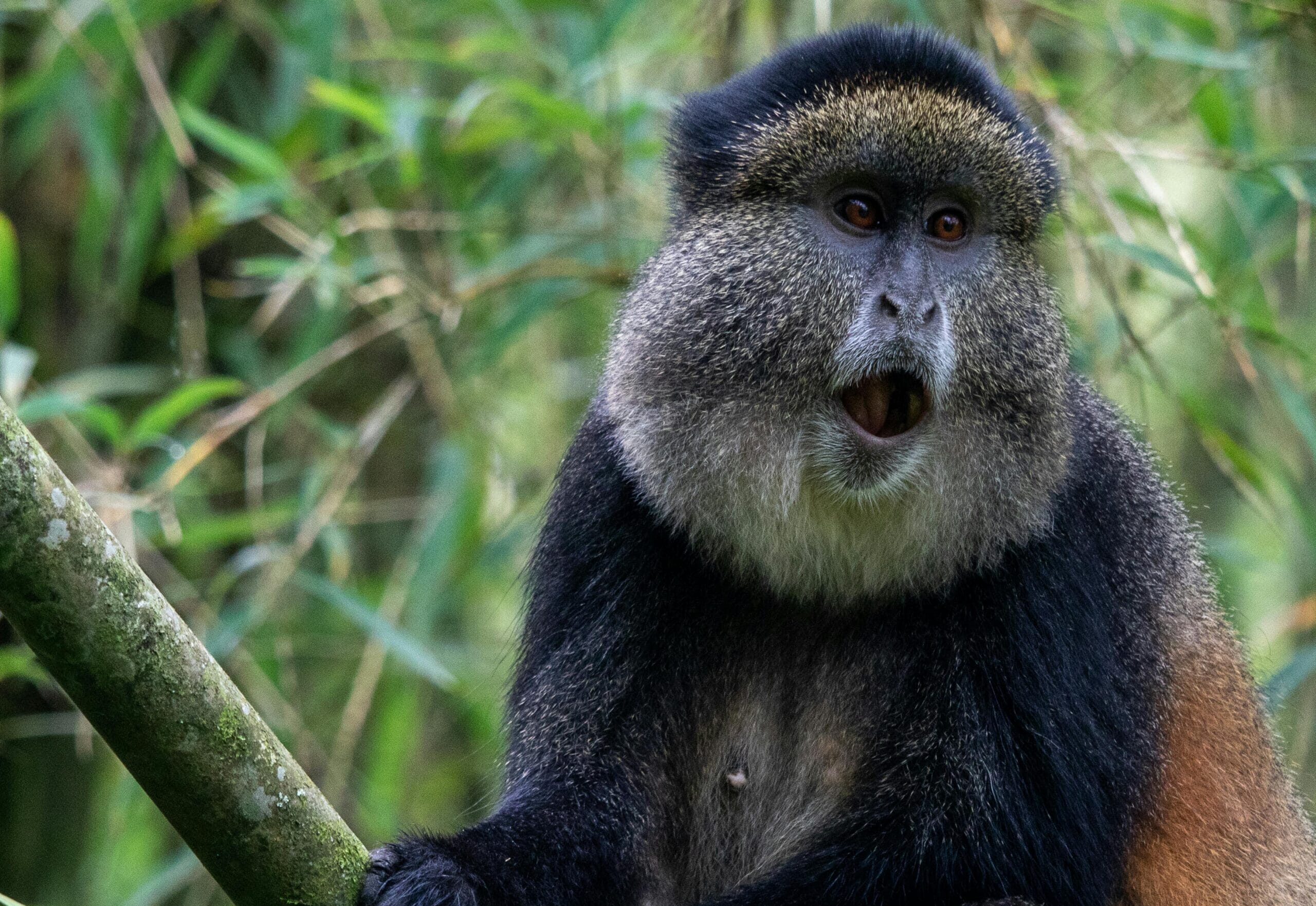 Close-up of a golden monkey perched on a branch in lush green forest.