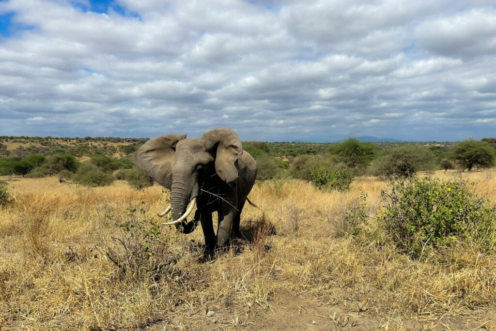 Tanzania’s low-season safaris 5 A majestic African elephant grazing in the vibrant savanna of Tanzania under a vivid blue sky.