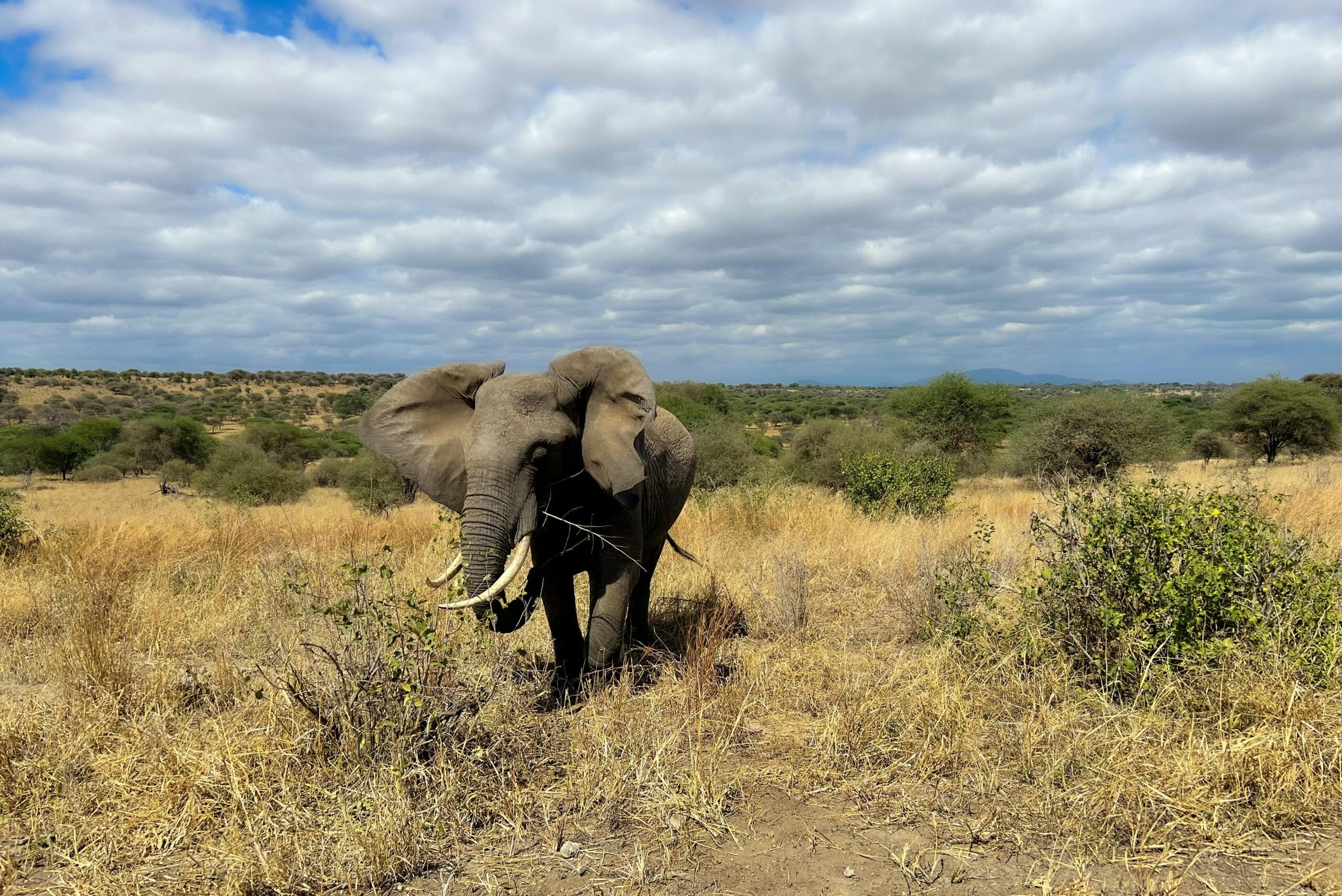 A majestic African elephant grazing in the vibrant savanna of Tanzania under a vivid blue sky.