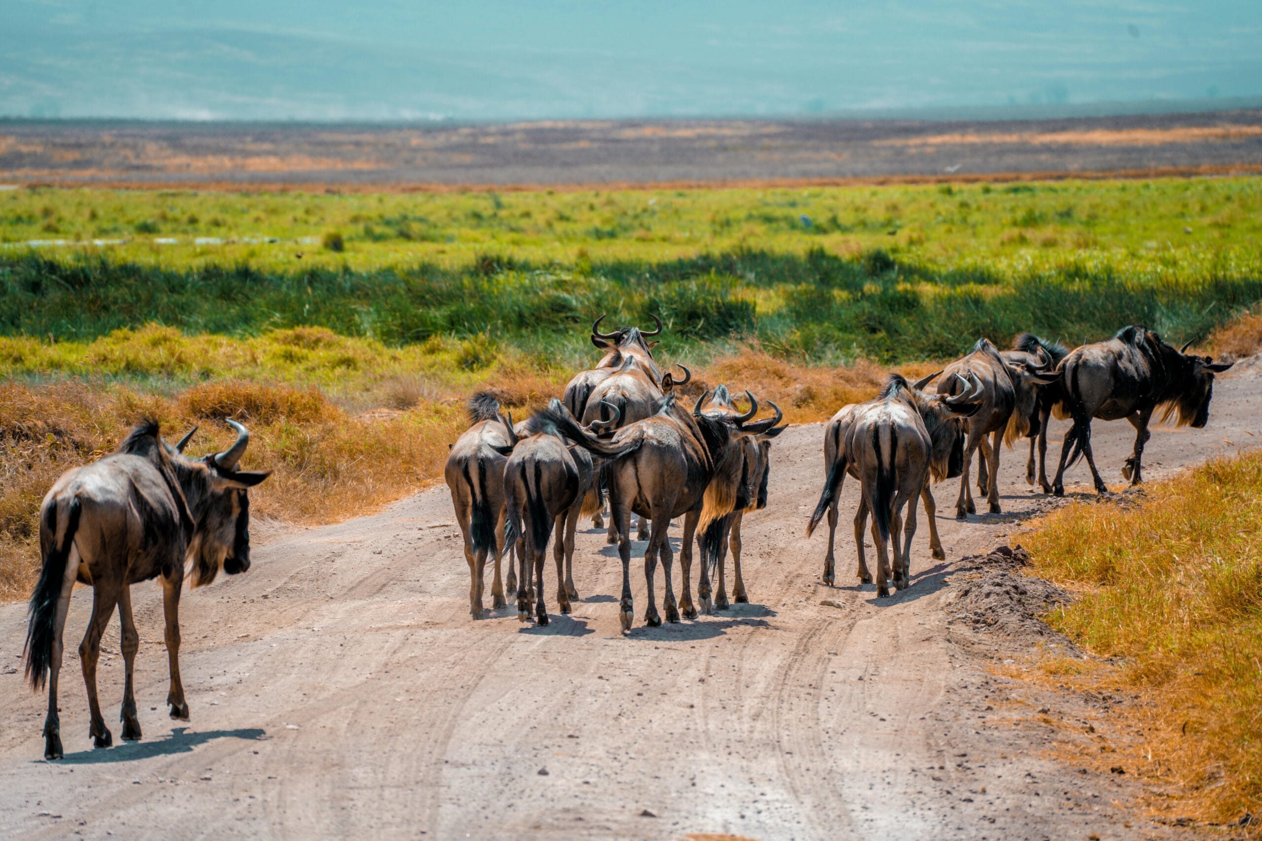 A group of wildebeests walking along a dirt road in the Arusha Region under the African sun.