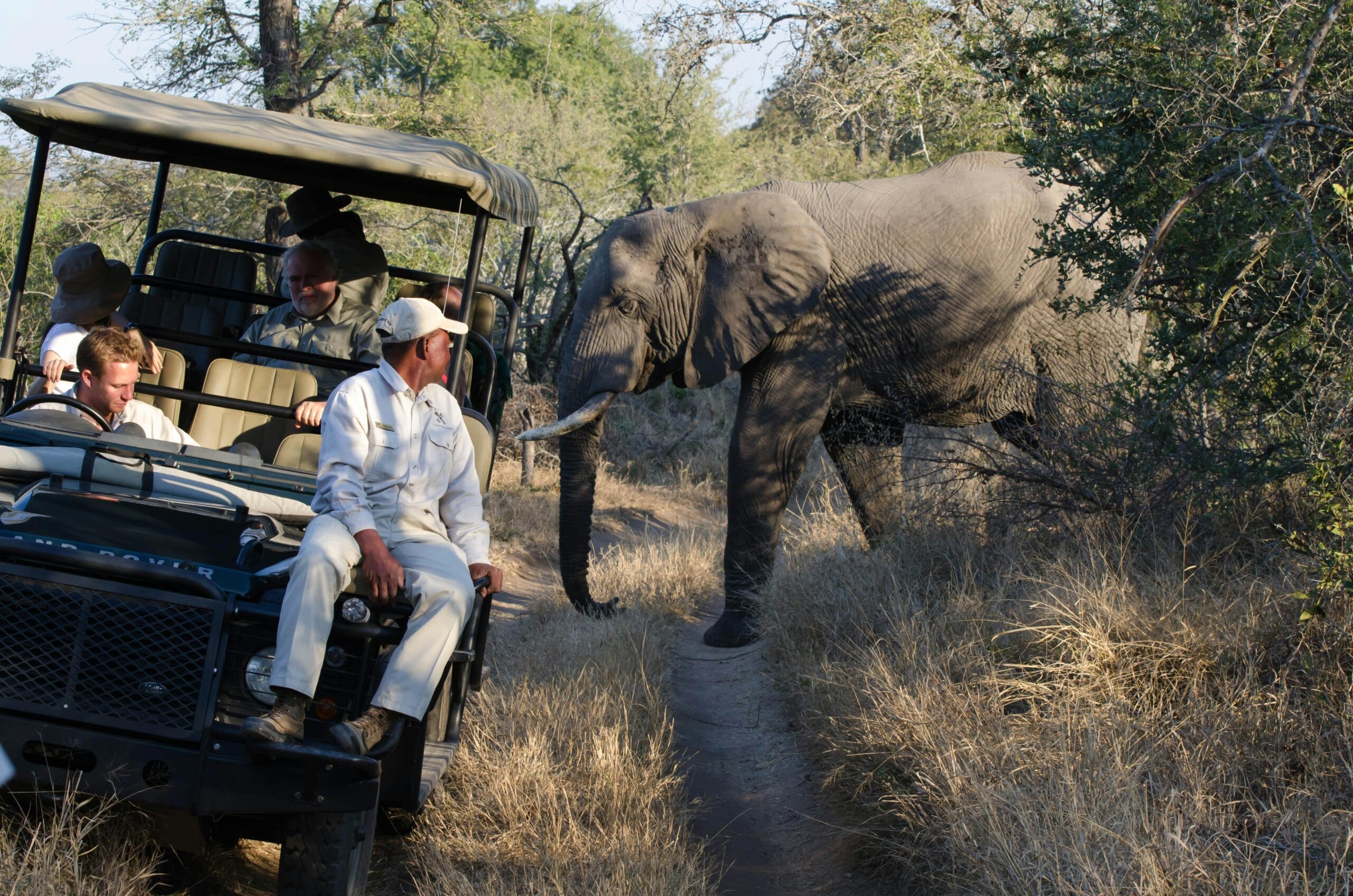 Close-up of a safari group encountering an African elephant in MP, South Africa.