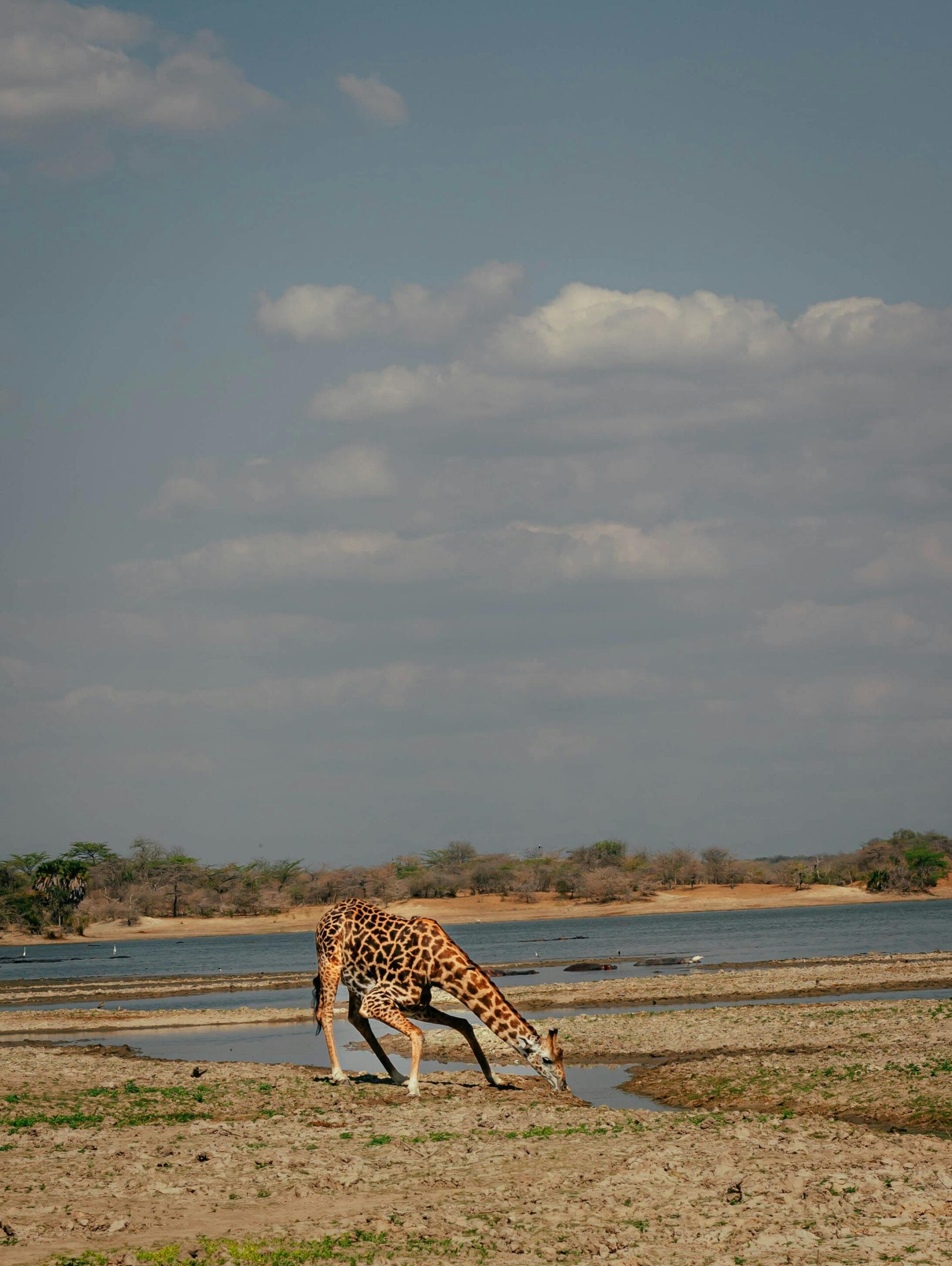 Tanzania’s low-season safaris 1 A majestic giraffe bends to drink by a savanna waterhole, captured in vivid wildlife detail.