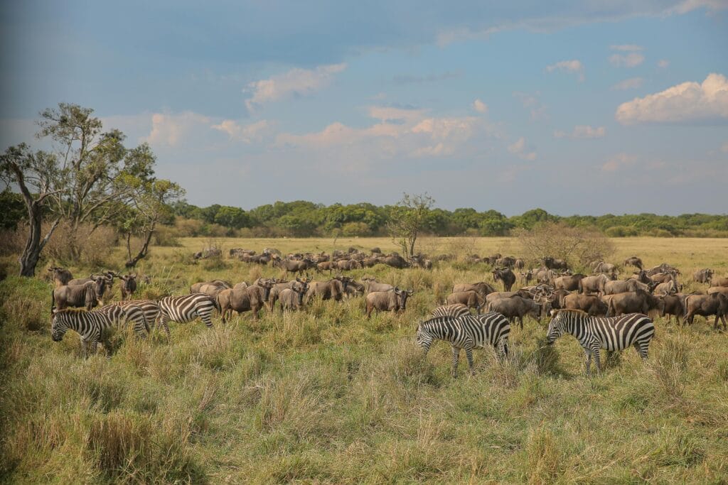 A herd of zebras and wildebeest grazing during migration on the African savanna.