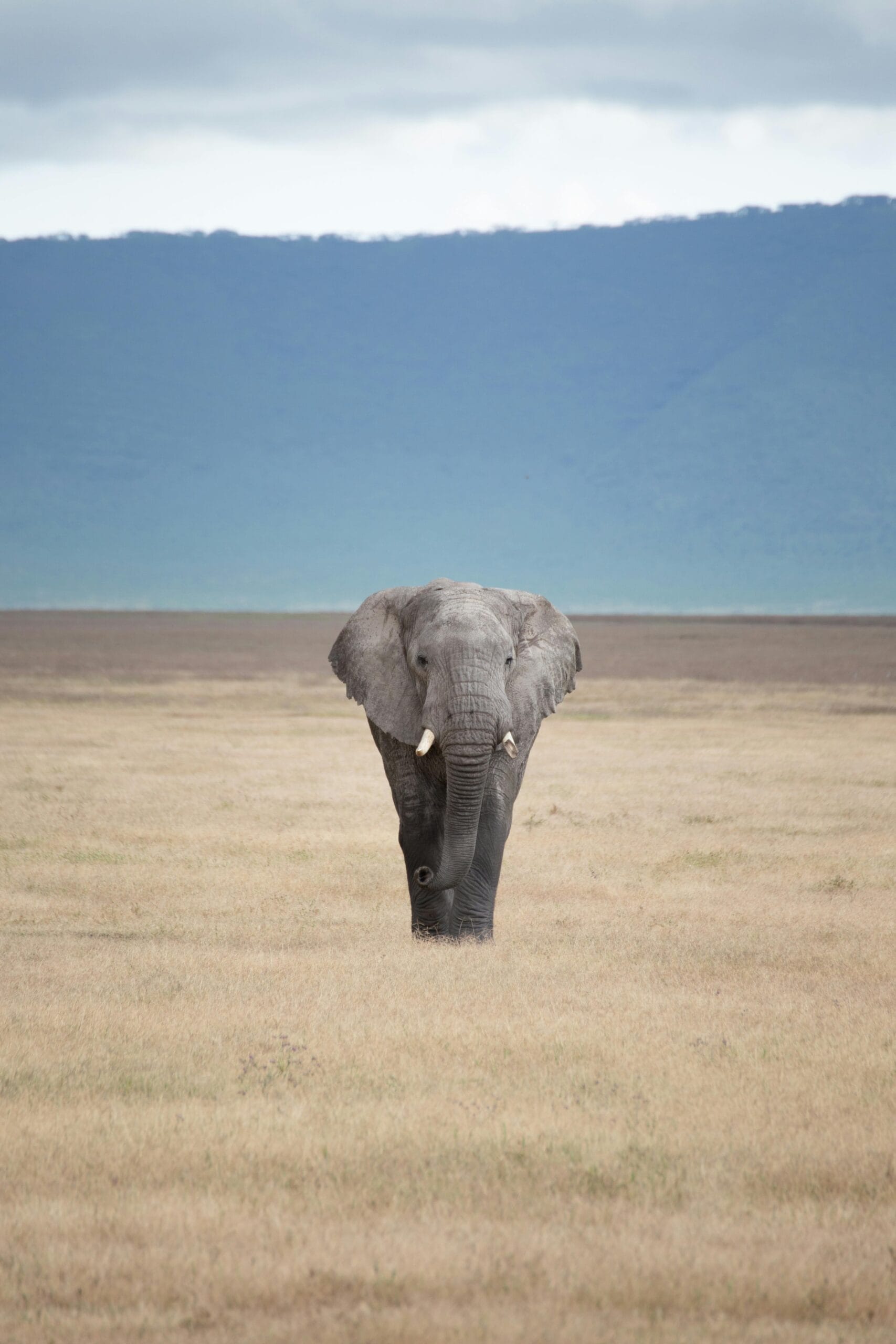 1-Day Serengeti Fly-In Safari from Arusha 1 A lone African elephant stands gracefully in a vast, open savannah with distant mountains.
