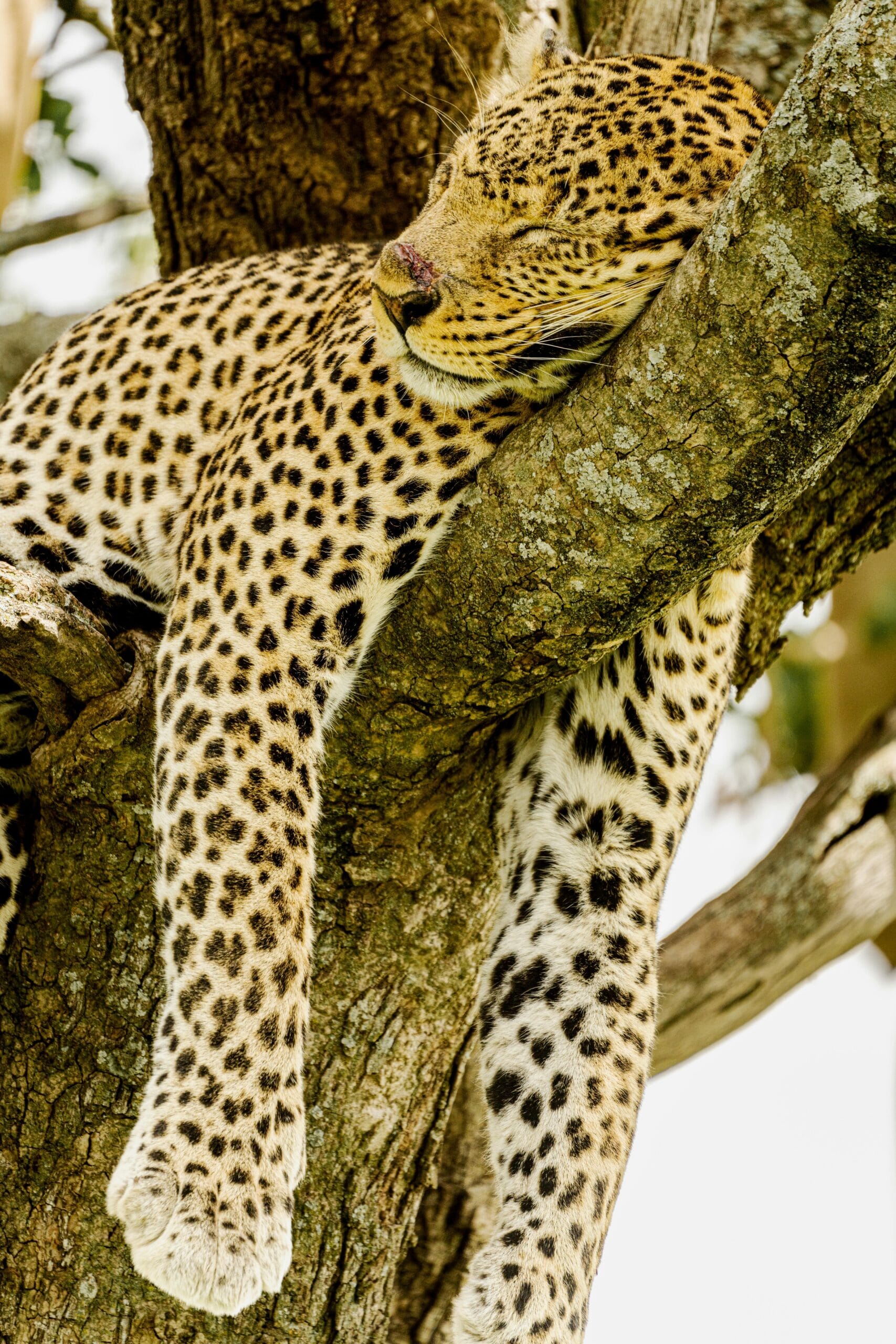 Best time to see the Big Five in Tanzania 1 A serene leopard sleeping on a tree branch in Mara, Tanzania, showcasing wildlife in its natural habitat.