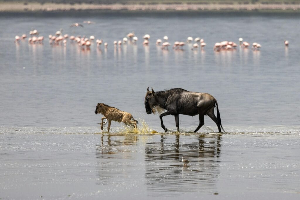 Wildebeest calf with mother crossing a lake with pink flamingos in the background.