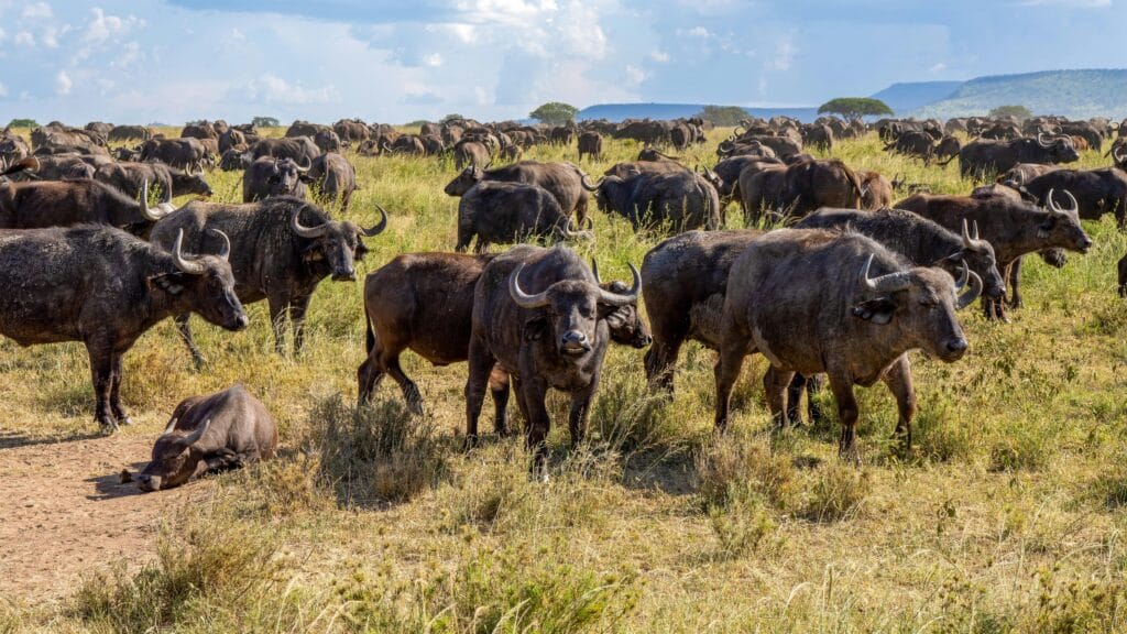 7-Day Adventure Safari: From Bush to Serengeti’s Plains 17 African Buffalos in the Savannah
