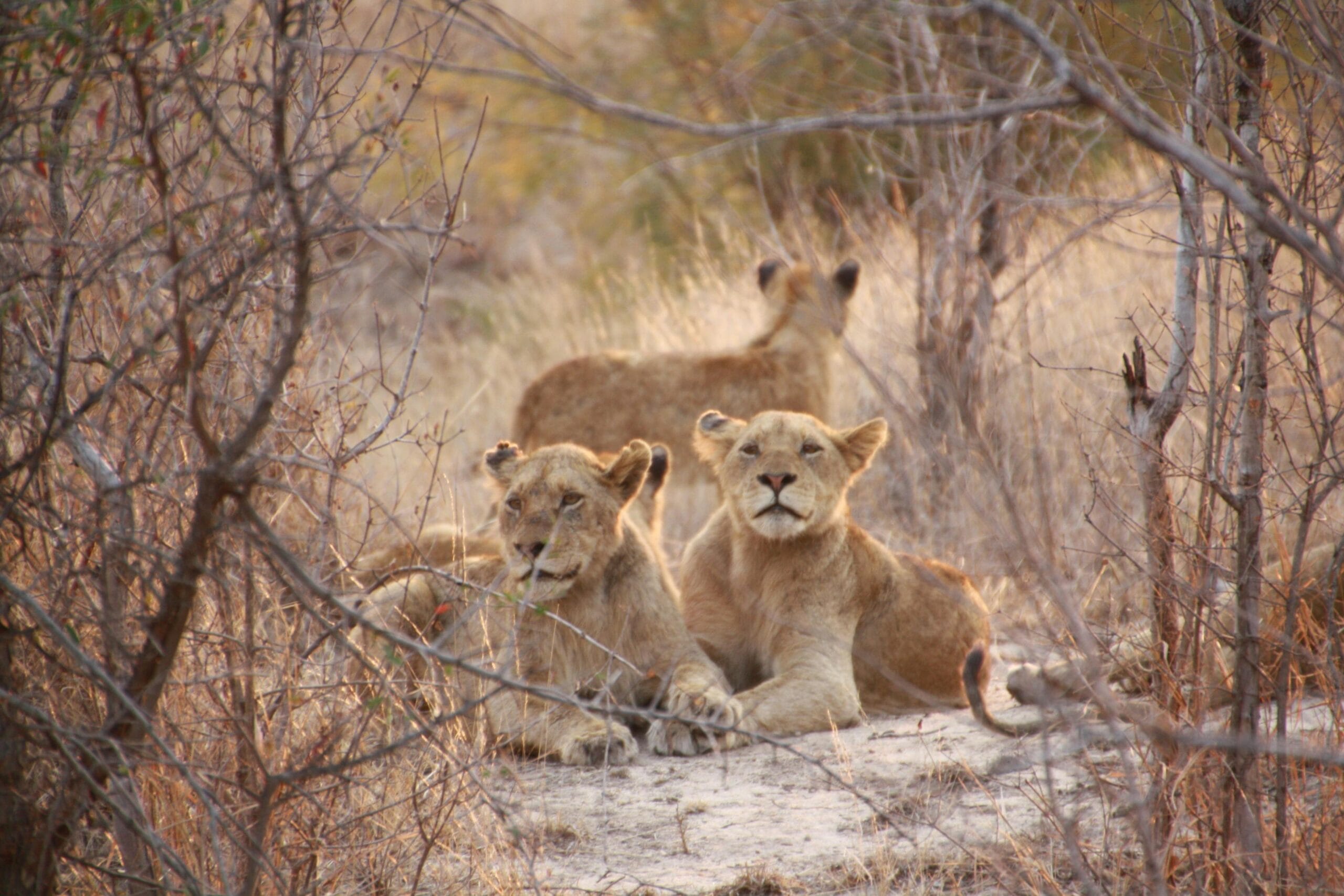 9-Day Fly-In Safari: Serengeti and Private Game Reserves 1 Three lions resting in a dry savannah, perfectly capturing wild nature.