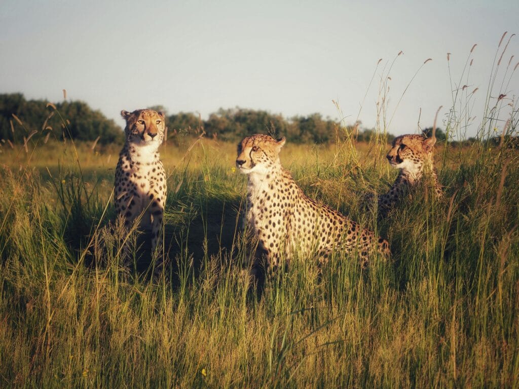 Three cheetahs in a field during a warm sunset, captured in a natural habitat setting.