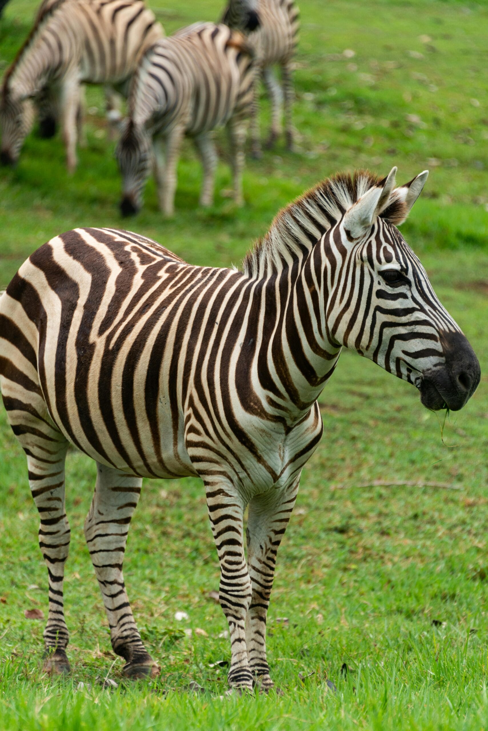 7-Day Adventure Safari: From Bush to Serengeti’s Plains 1 Close-up of zebras grazing in the green savannah grass.