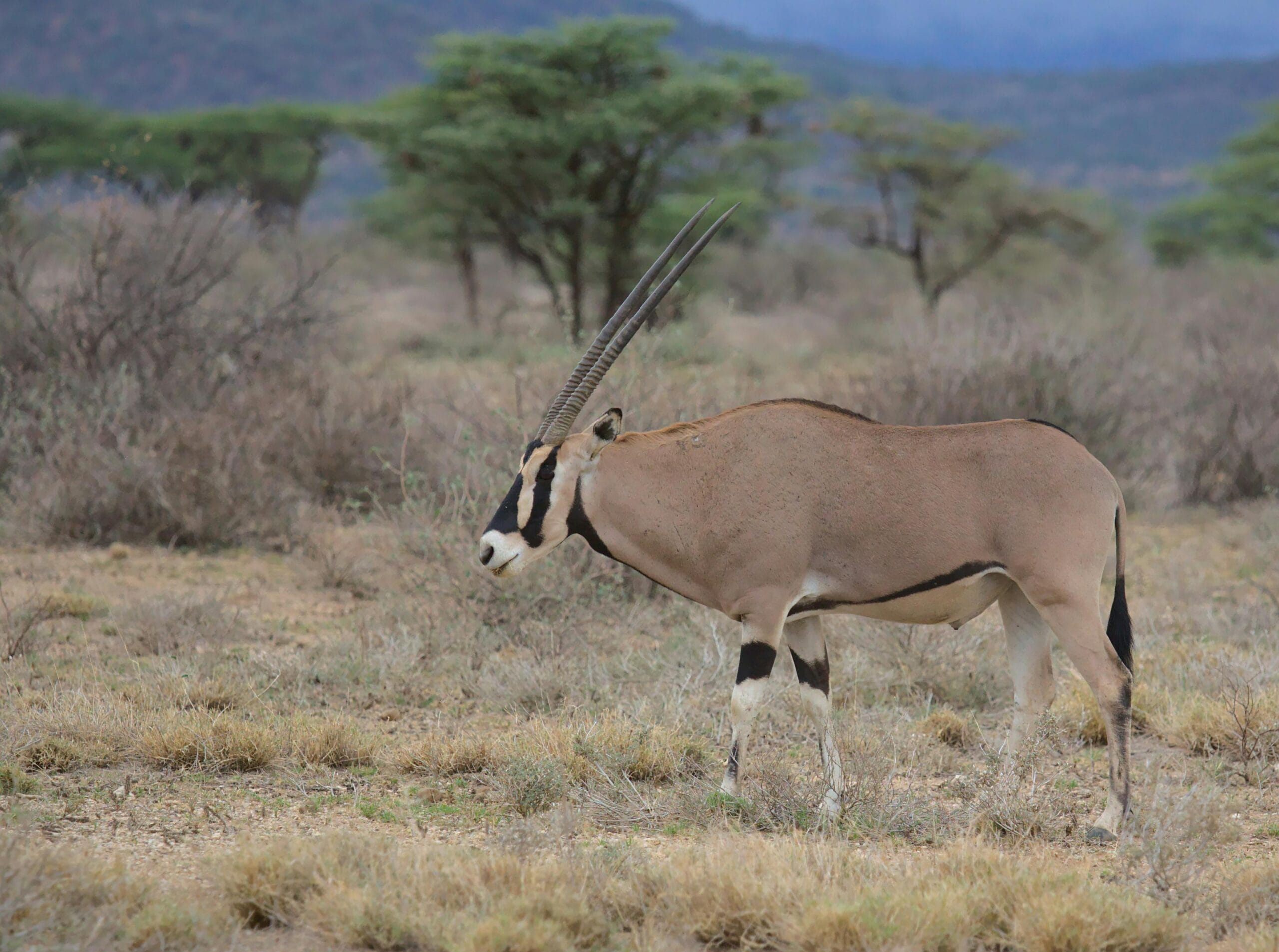 6-Day Full Northern Circuit Safari with Family Package 1 A Beisa Oryx stands majestically in the savanna of Isiolo, Kenya.