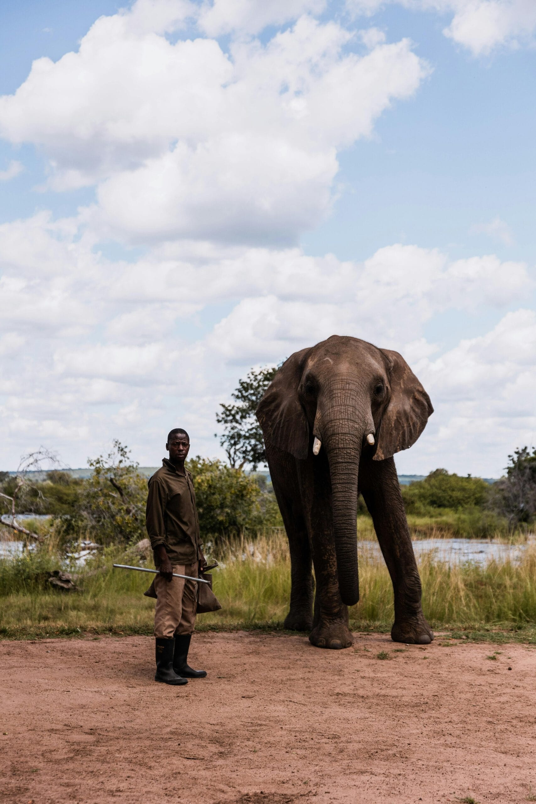 2-Day Tanzania Safari with Private Guide – Exclusive & Thrilling 1 A man poses with an African elephant in a wildlife safari setting, showcasing a serene outdoor scene.