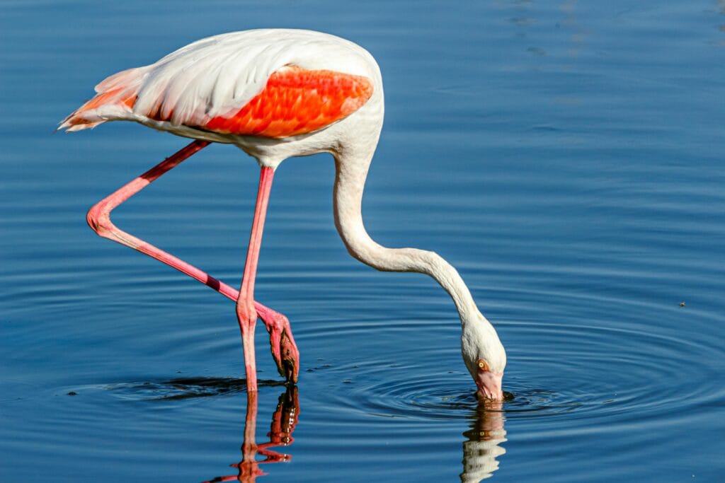 Vibrant flamingo immersed in calm waters, showcasing its pink and white plumage.