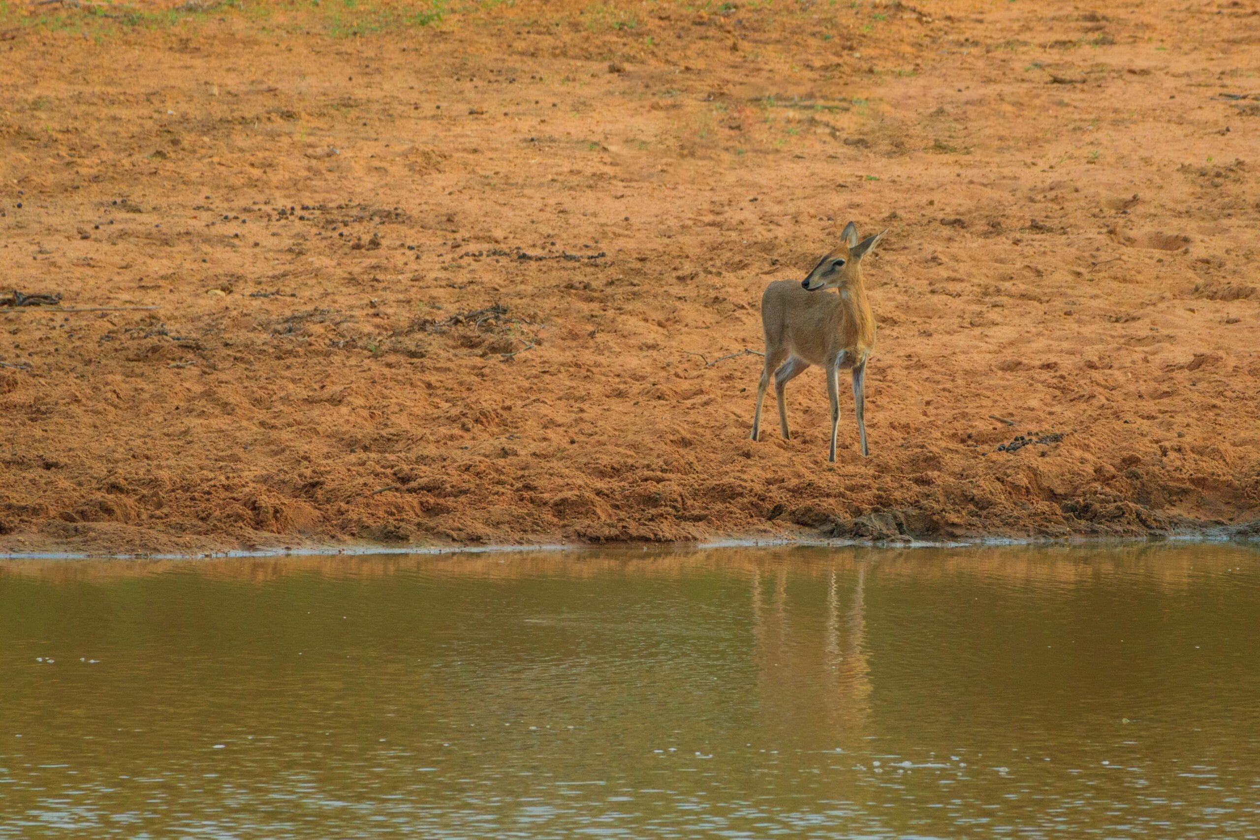 A common duiker standing on a sandy riverbank, showcasing African wildlife.