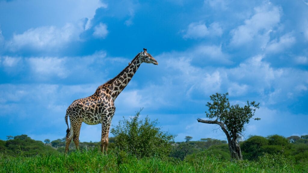 5-day Tanzania safari ideas 7 Majestic giraffe standing tall in the vibrant African savanna under a clear blue sky.