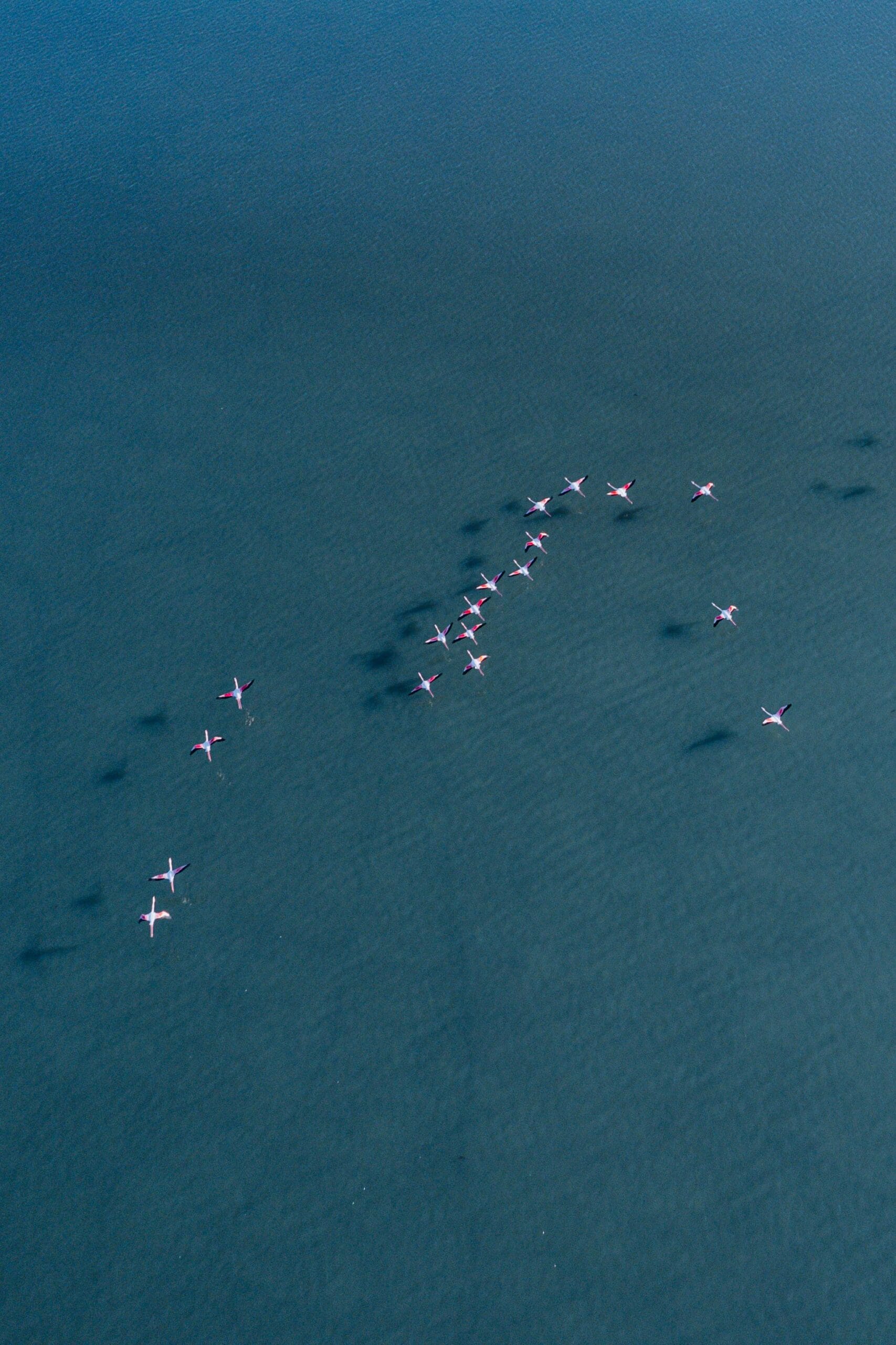 7-Day Ultimate Tanzania Safari: Big Five and Migration 1 Aerial photograph capturing a flock of flamingos flying in formation over water.