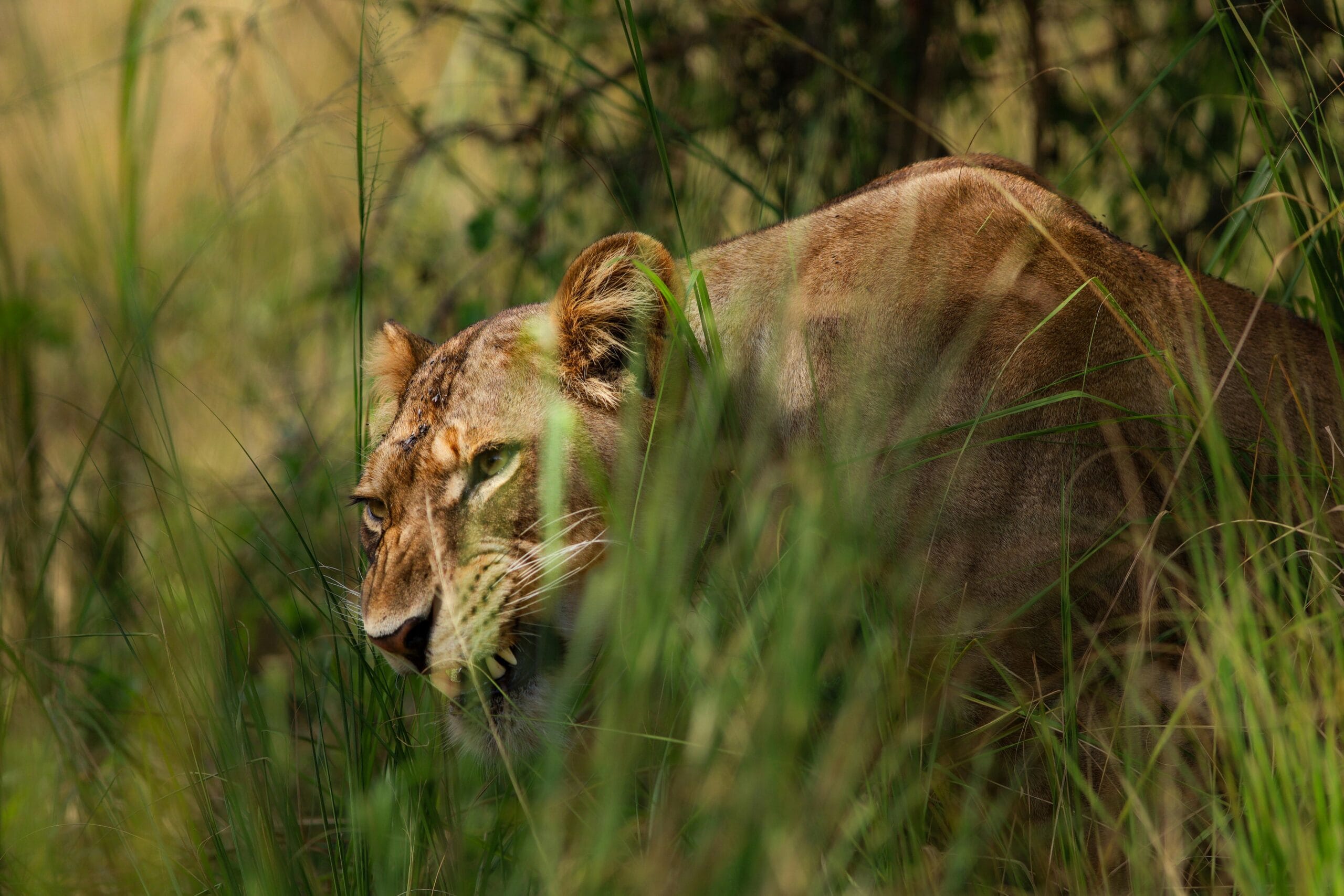 A fierce lioness stealthily prowling through dense savanna grass, a true predator in the wild.